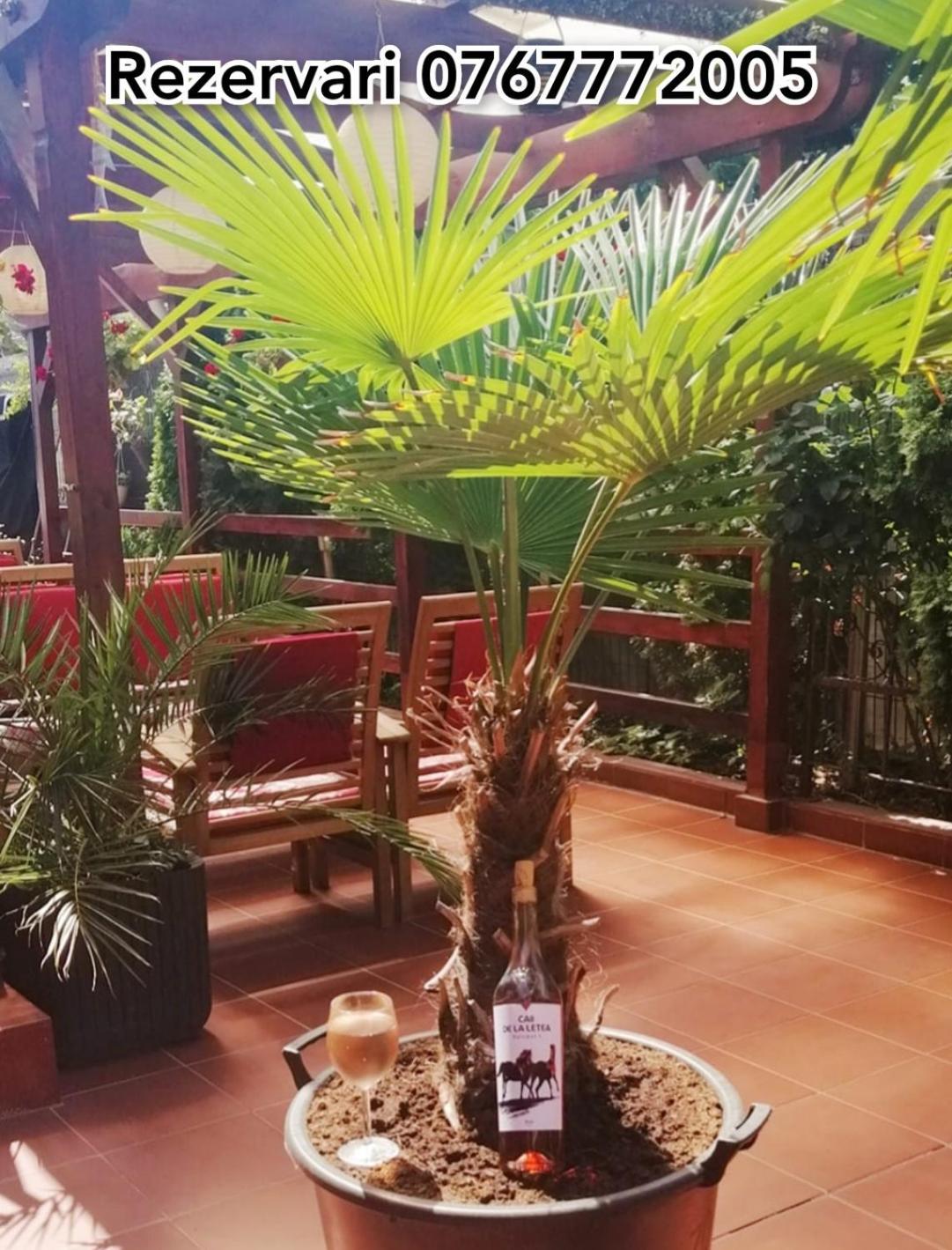 Vila Floarea Etiquette Costinesti Ngoại thất bức ảnh